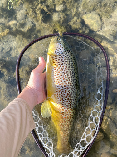 Blackfoot River Fishing Report 7/8/26