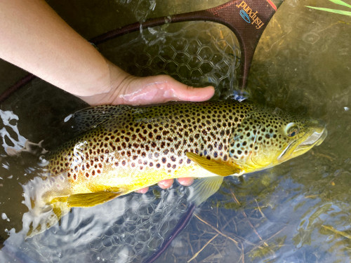 Clark Fork River Fishing Report  7/8/26