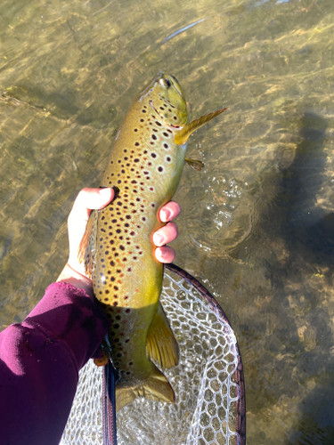 Rock Creek Fishing Report 7/8/26