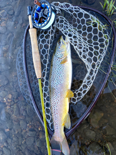 Rock Creek Fishing Report 7/22/26