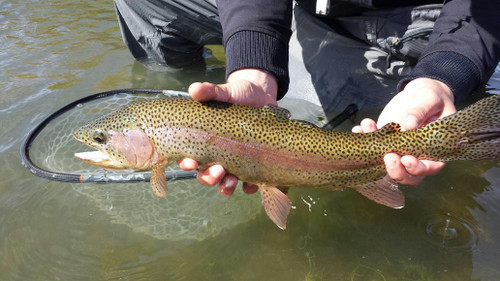 Blackfoot River Fishing Report 5/18/26