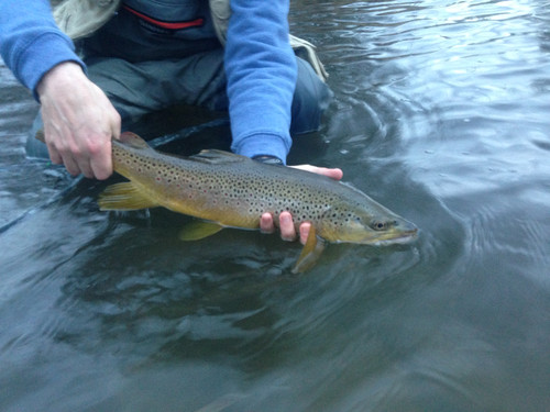 Bitterroot River Fishing Report 6/17/26