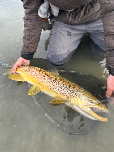 Clark Fork River Fishing Report  10/12/26