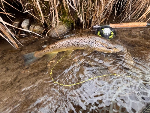 Clark Fork River Fishing Report  9/2/26