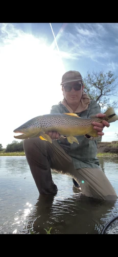 Bitterroot River Fishing Report 10/19/26