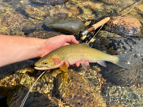 Rock Creek Fishing Report 8/19/26