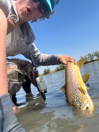 Bitterroot River Fishing Report 9/21/26