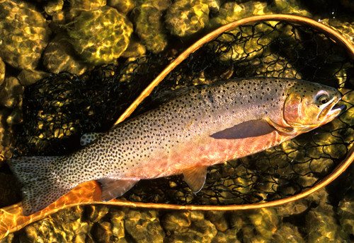 Rock Creek Fishing Report 6/19/26