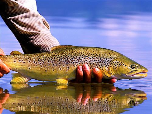 Clark Fork River Fishing Report  6/22/26
