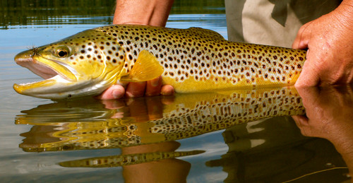 Clark Fork River Fishing Report  8/3/26