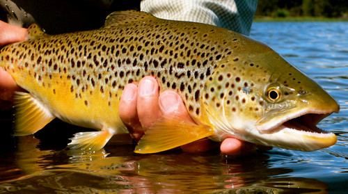 Blackfoot River Fishing Report 6/3/26