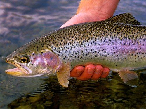 Rock Creek Fishing Report 6/22/26