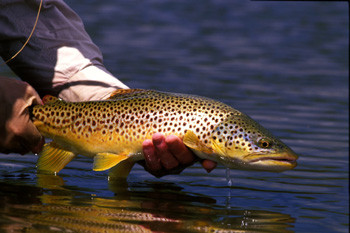 Blackfoot River Fishing Report 6/17/26