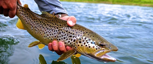 Bitterroot River Fishing Report 8/17/26