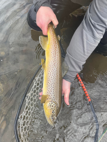 Clark Fork River Fishing Report  7/27/26