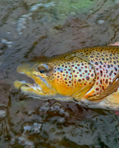 Bitterroot River Fishing Report 8/7/26