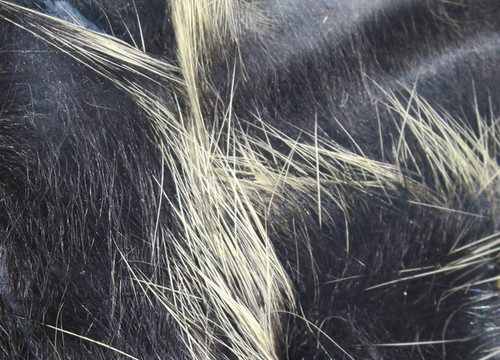 Magnum Frostip Rabbit Strips