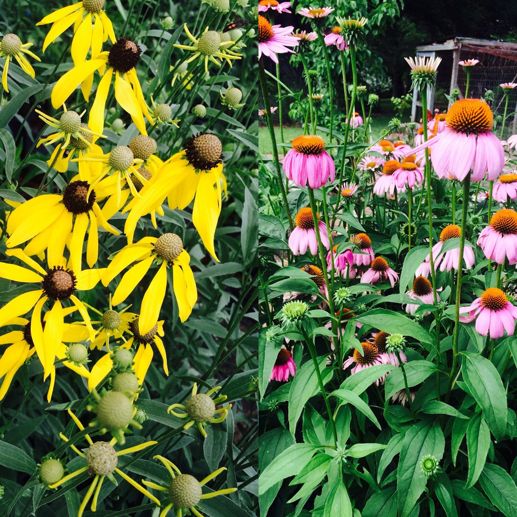 purple coneflower pictures