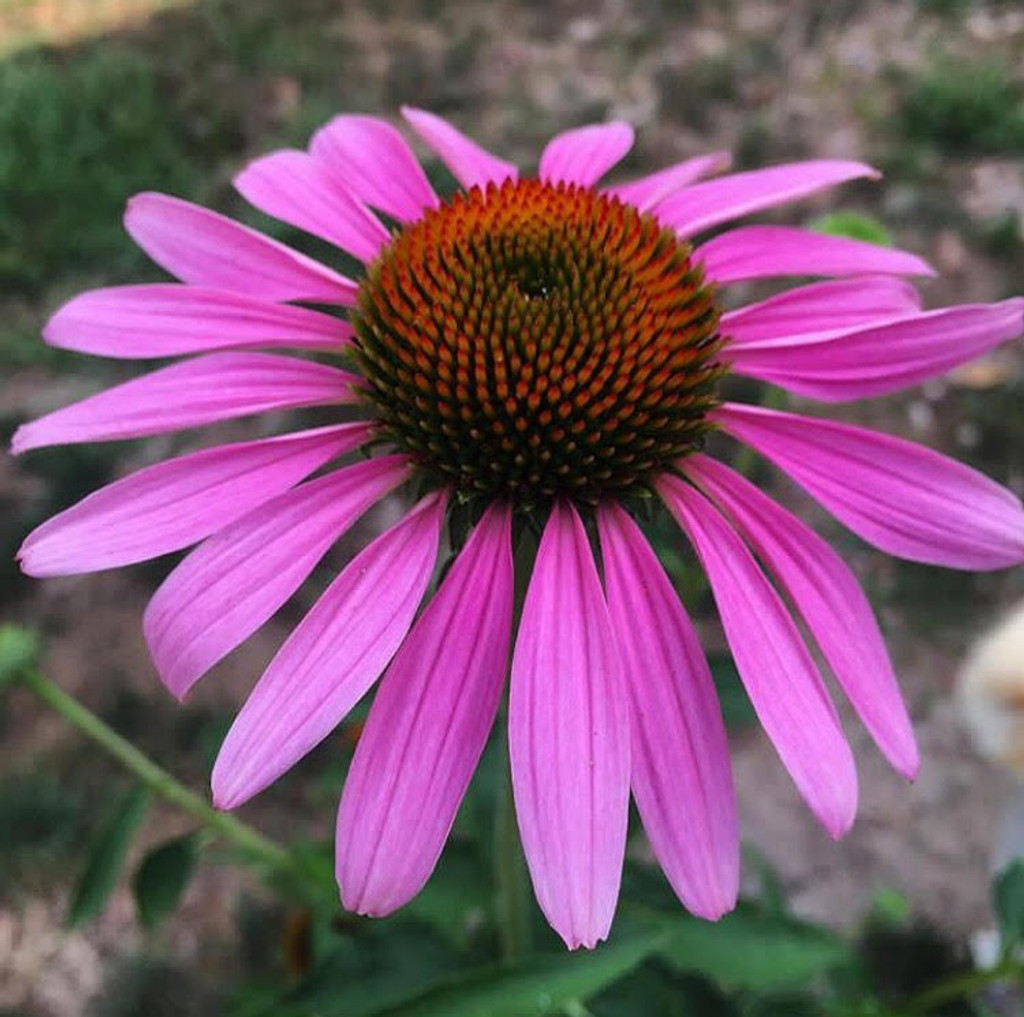 purple coneflower info