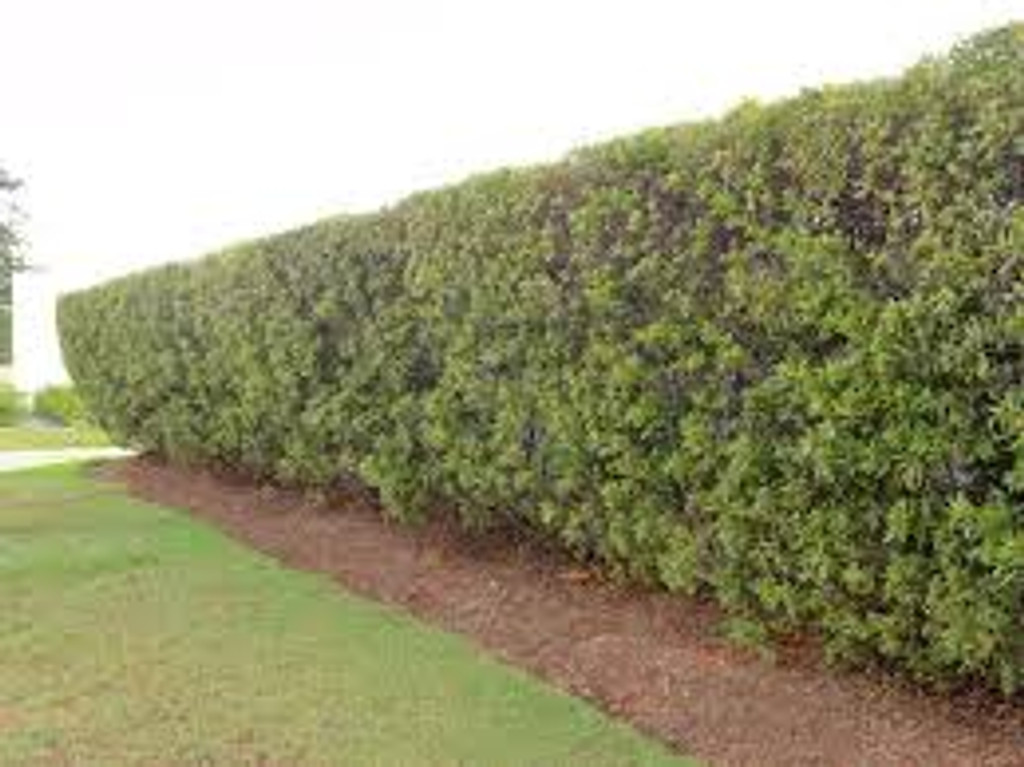 southern wax myrtle hedge