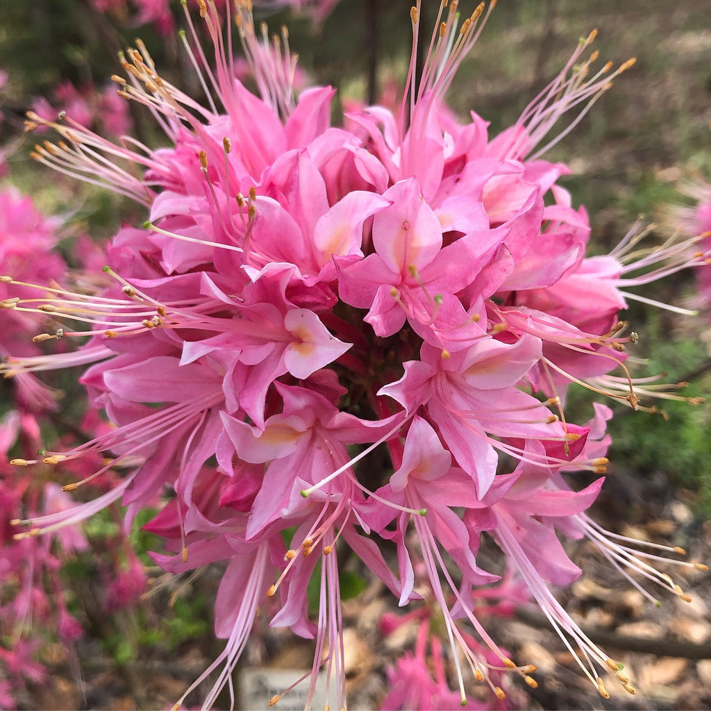 Rhododendron canescens 'Summer Lynn' 1gallon Mail Order Natives