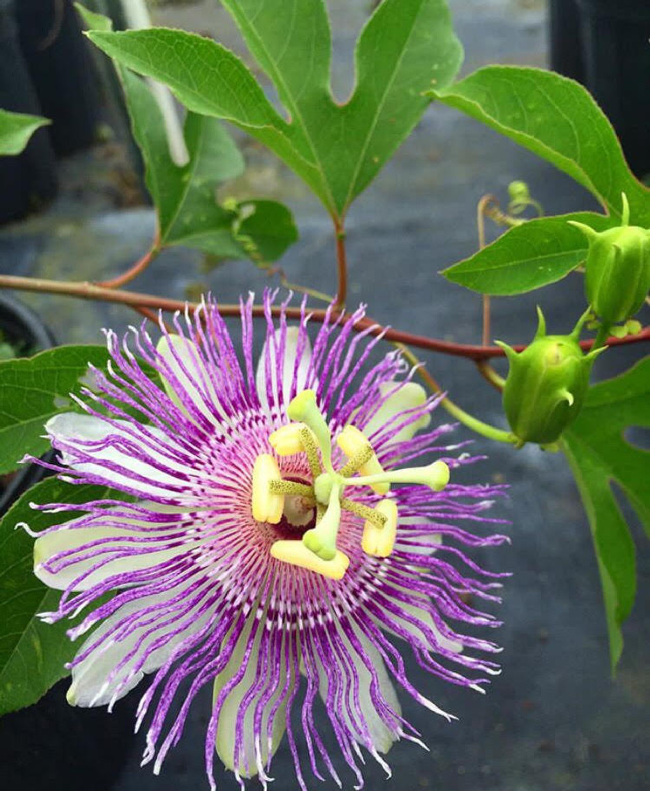 Passiflora incarnata Passion Vine Mail Order Natives