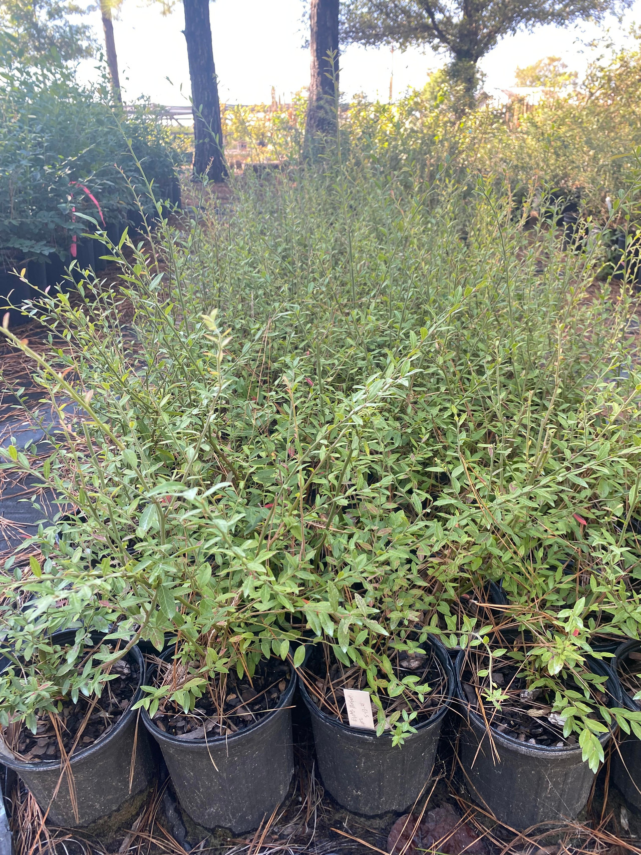 Vaccinium elliottii Elliott's Blueberry/High Bush Blueberry Mail