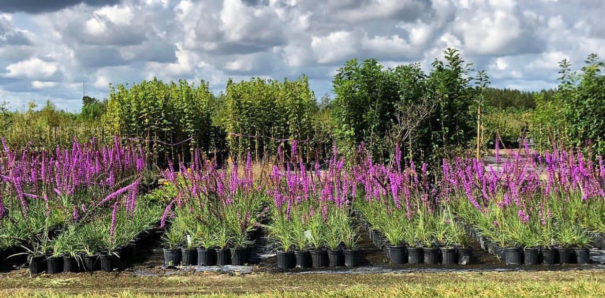 Liatris spicata Blazing Star 1gallon - Mail Order Natives