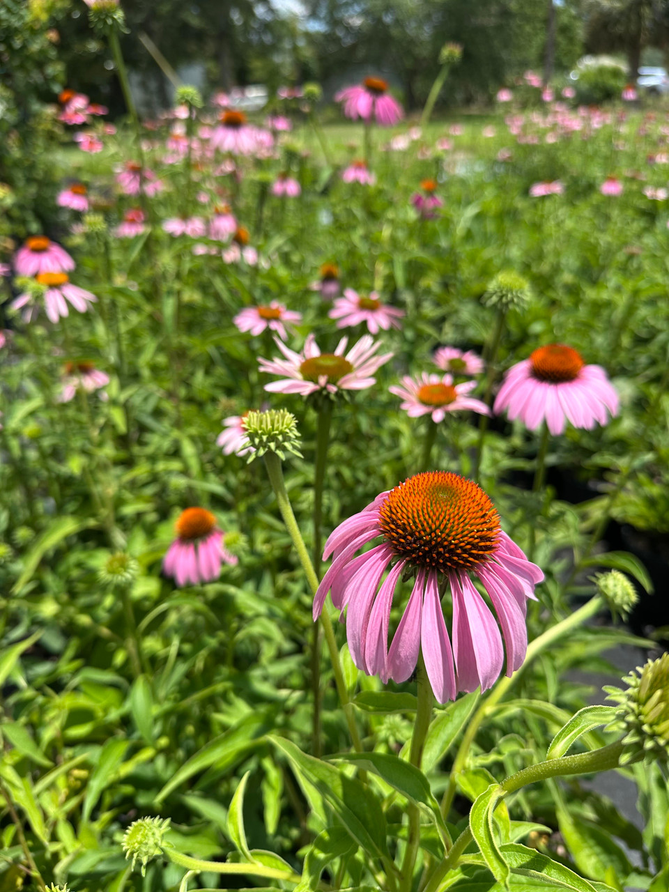 Echinacea purpurea Purple Coneflower 1gallon - Mail Order Natives