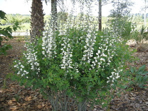 Baptisia alba White Wild Indigo 1 gallon - Mail Order Natives