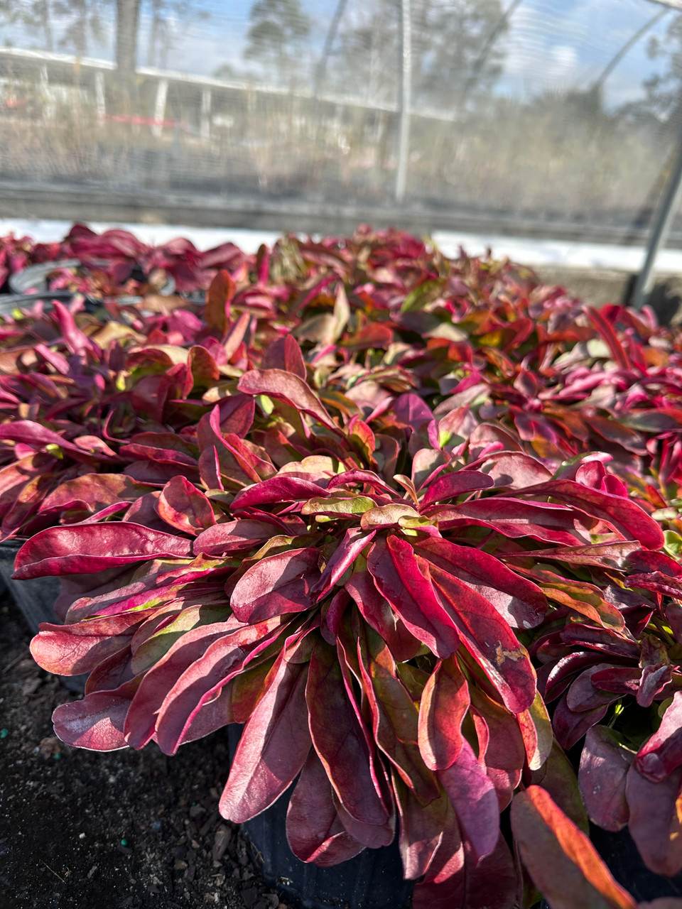 Penstemon laevigatus Beard Tongue - Mail Order Natives
