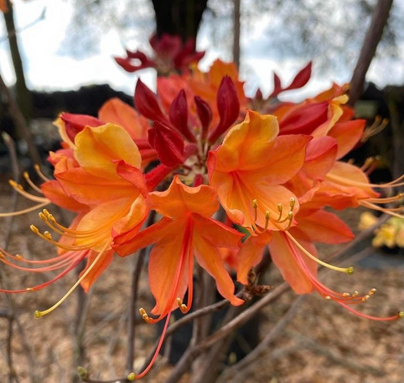 花 udontondon Rhododendron austrinum Don's Variegated 1gallon - Mail Order Natives