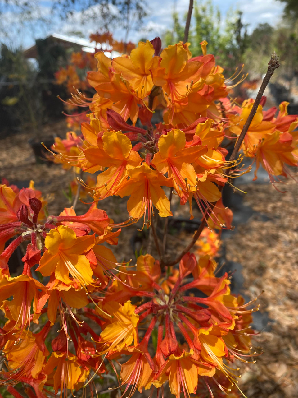 Rhododendron austrinum Don's Variegated 1gallon - Mail Order Natives