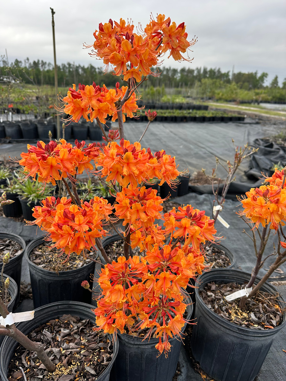 Rhododendron austrinum Don's Variegated 1gallon - Mail Order Natives
