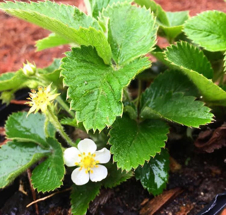 Mail Order Natives Fragaria virginiana Strawberry - Thumbnail 2