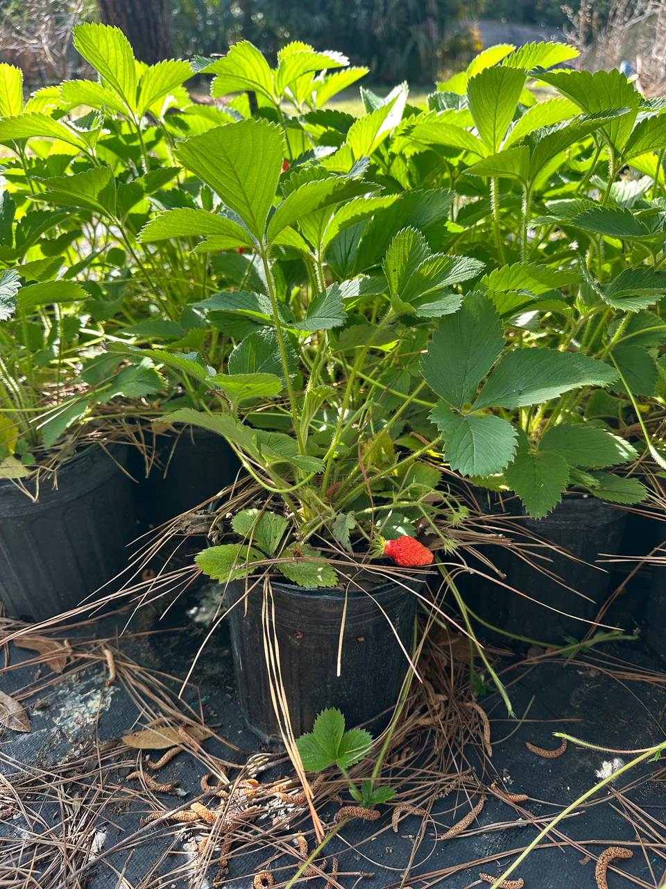 Mail Order Natives Fragaria virginiana Strawberry
