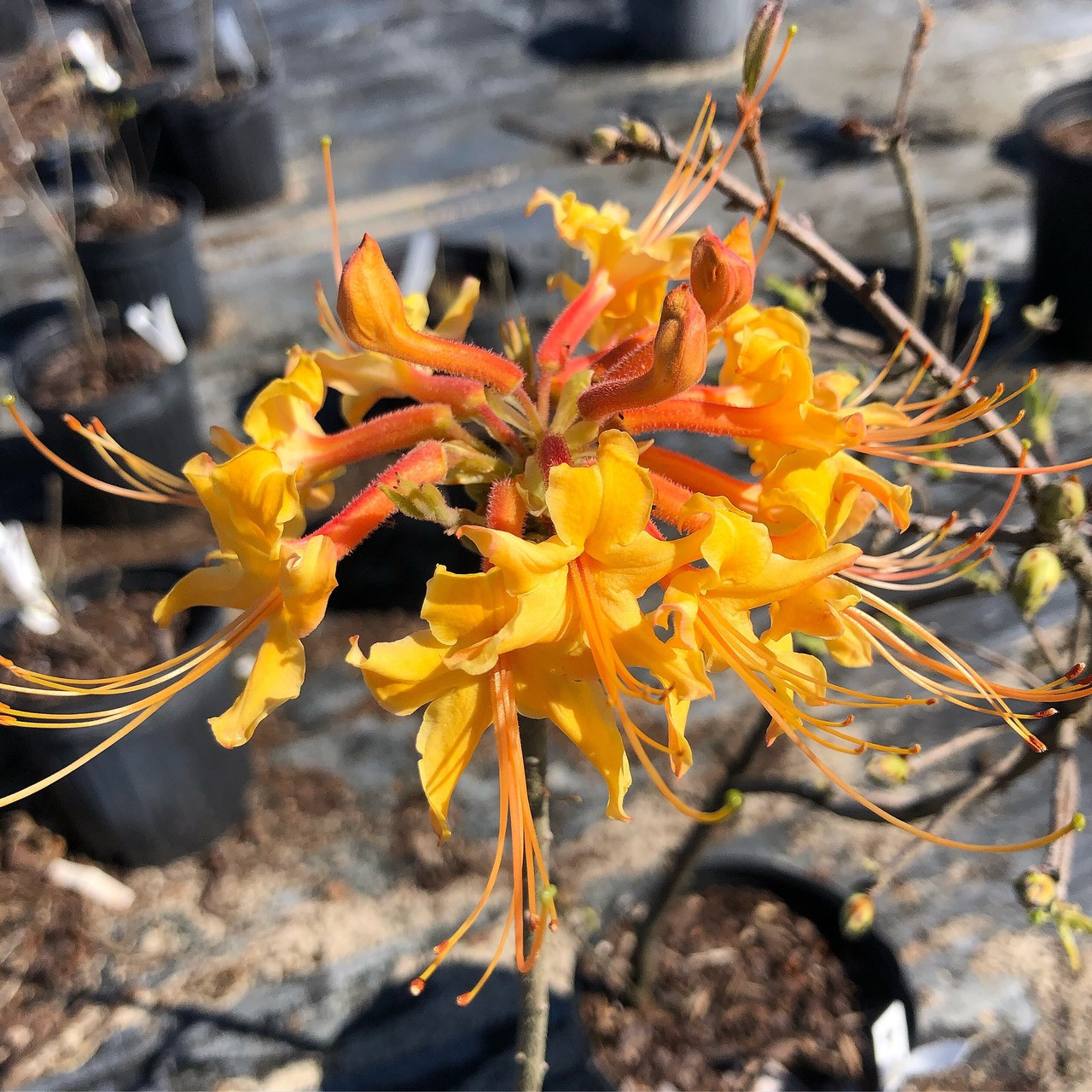 Rhododendron austrinum Flame Azalea - Mail Order Natives