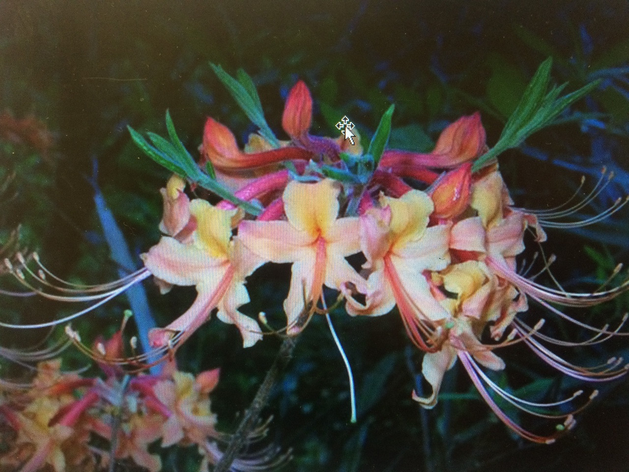 Rhododendron austrinum Reagan - Mail Order Natives