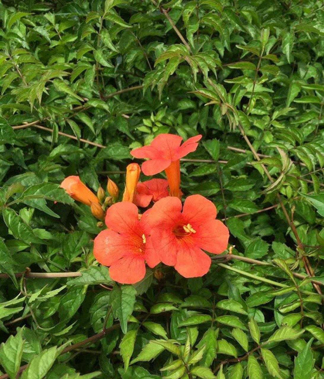 Campsis radicans Trumpet Vine  1gallon Mail Order Natives