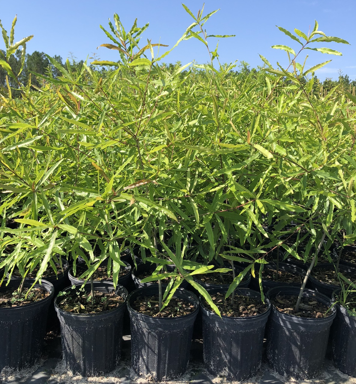 Quercus phellos Willow Oak - Mail Order Natives