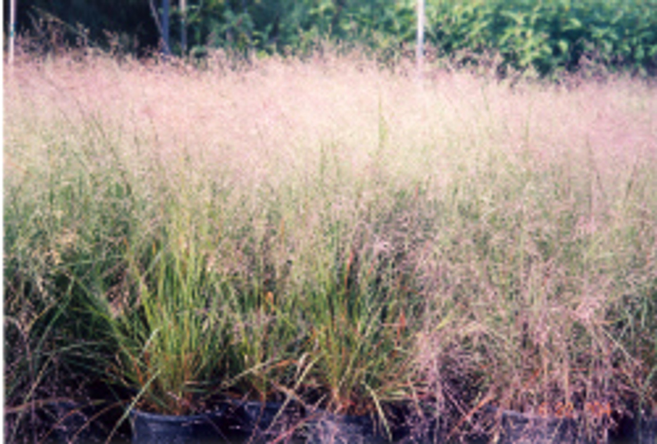 purple grass