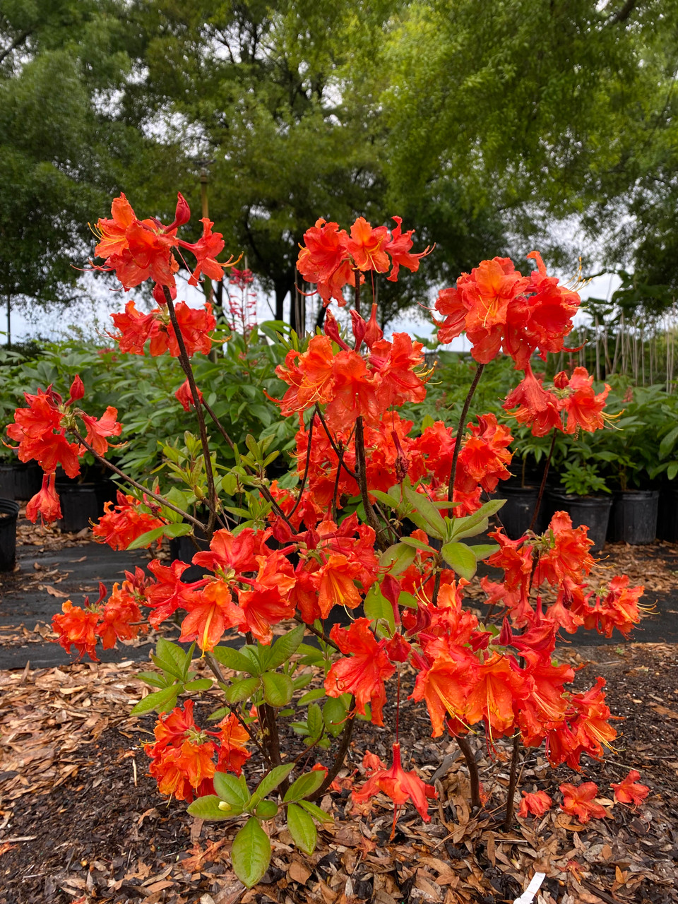 Rhododendron x Robert E. Lee 1 gallon - Mail Order Natives