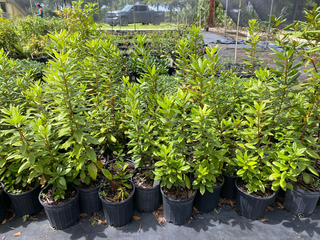 Rhododendron minus (Piedmont Rhododendron) 1 gallon - Mail Order Natives