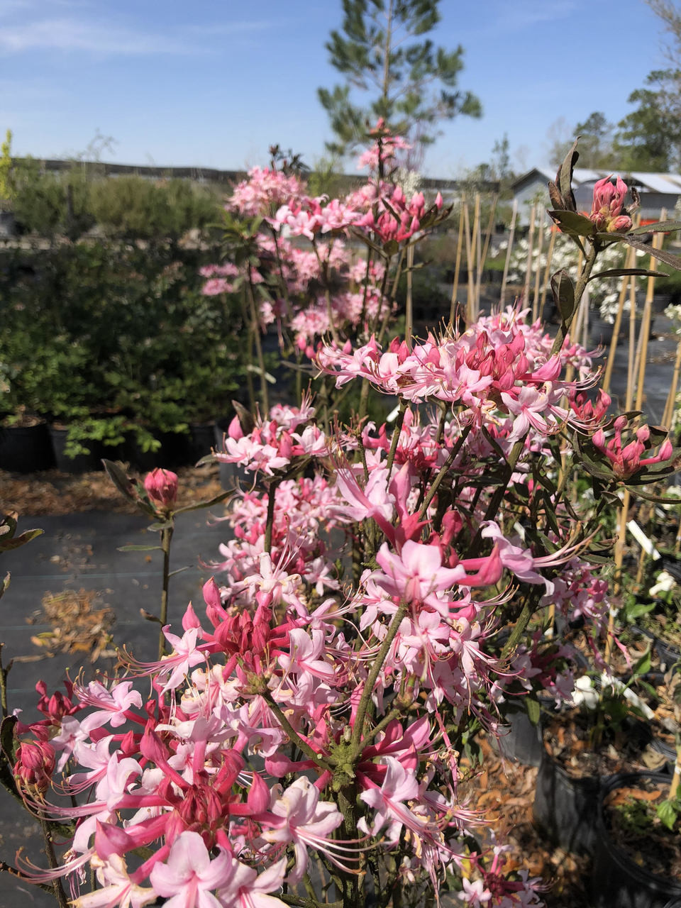 Rhododendron canescens Phlox Pink 1 gallon - Mail Order Natives