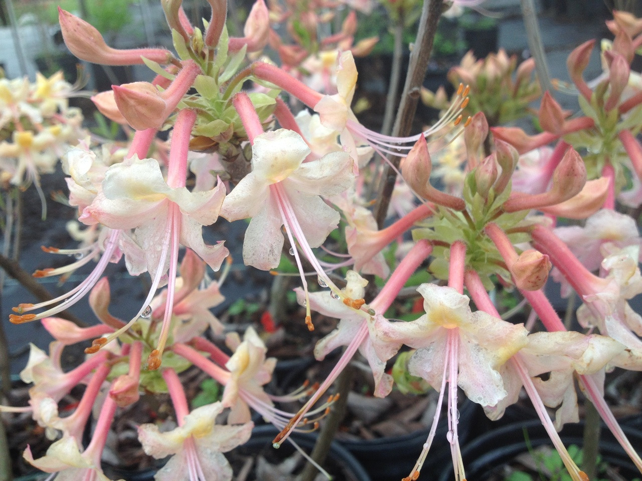 Rhododendron austrinum Super Truss Pink 1 gallon - Mail Order Natives