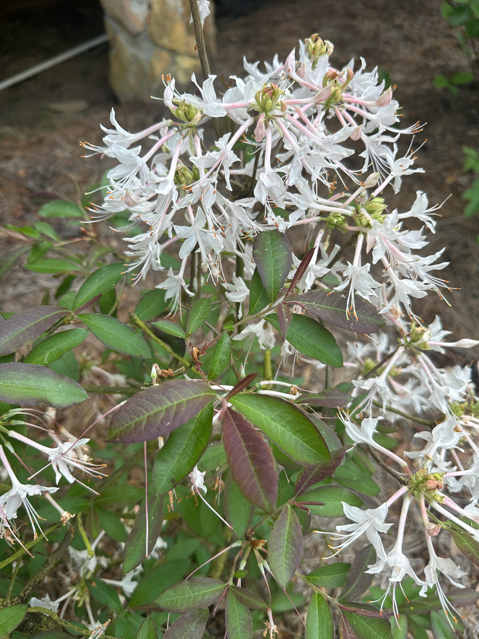 Rhododendron canescens 'Chocolate Drop' 1 gallon