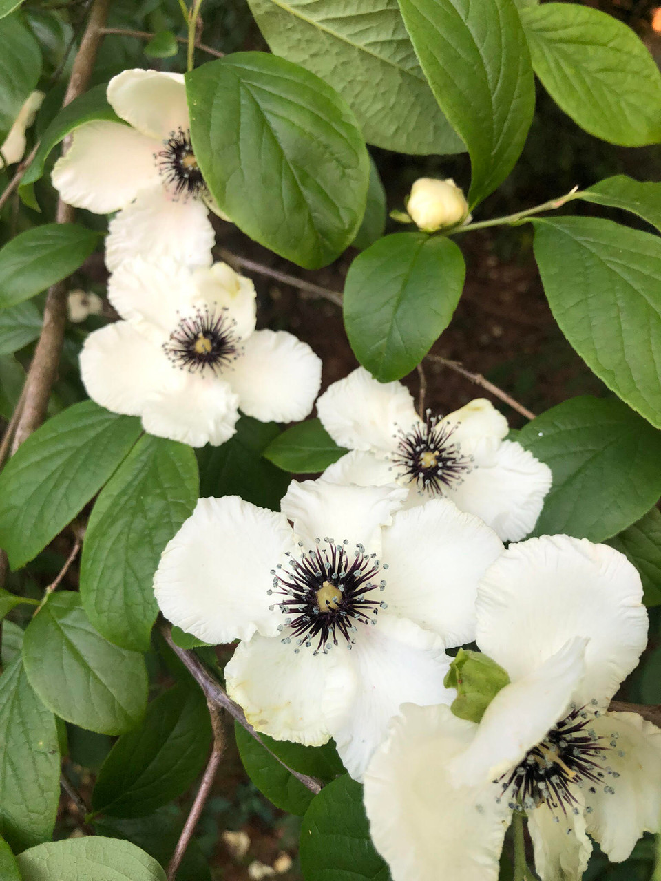 Stewartia Malocodendron Silky Camelia 3 Gallon Mail Order Natives