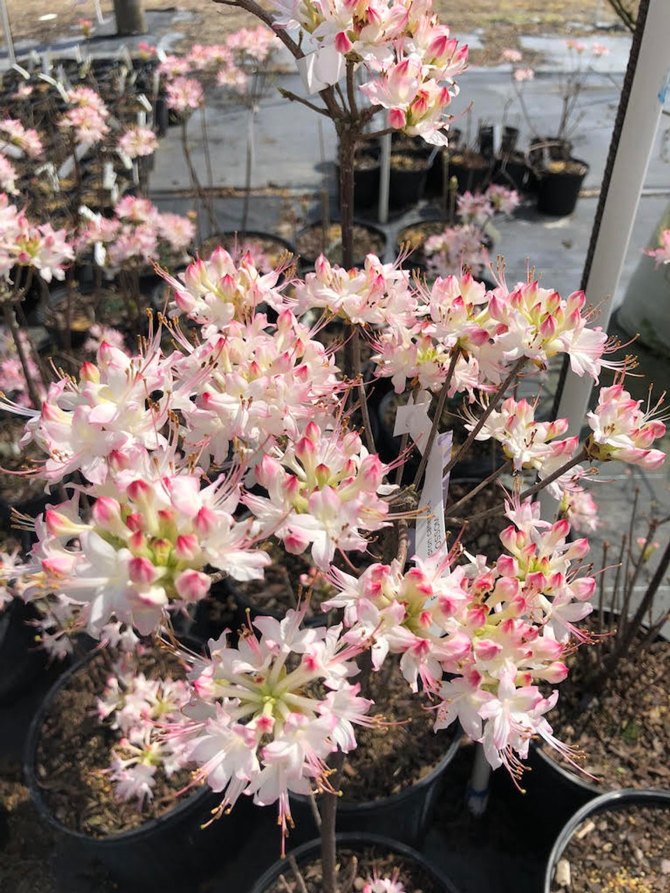 Rhododendron X Apple Blossom R Canescens Hybrid Mail Order Natives