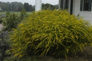 Solidago rugosa Fireworks Goldenrod - Mail Order Natives
