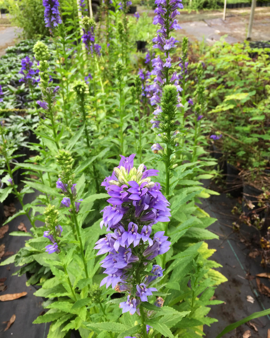 great blue lobelia lobelia siphilitica